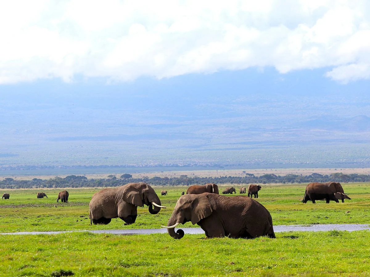Amboseli