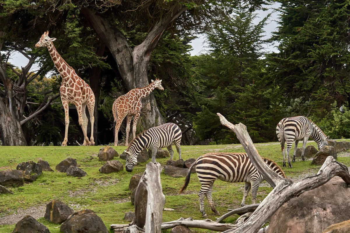 Sir Bani Yas Island Wildlife Safari