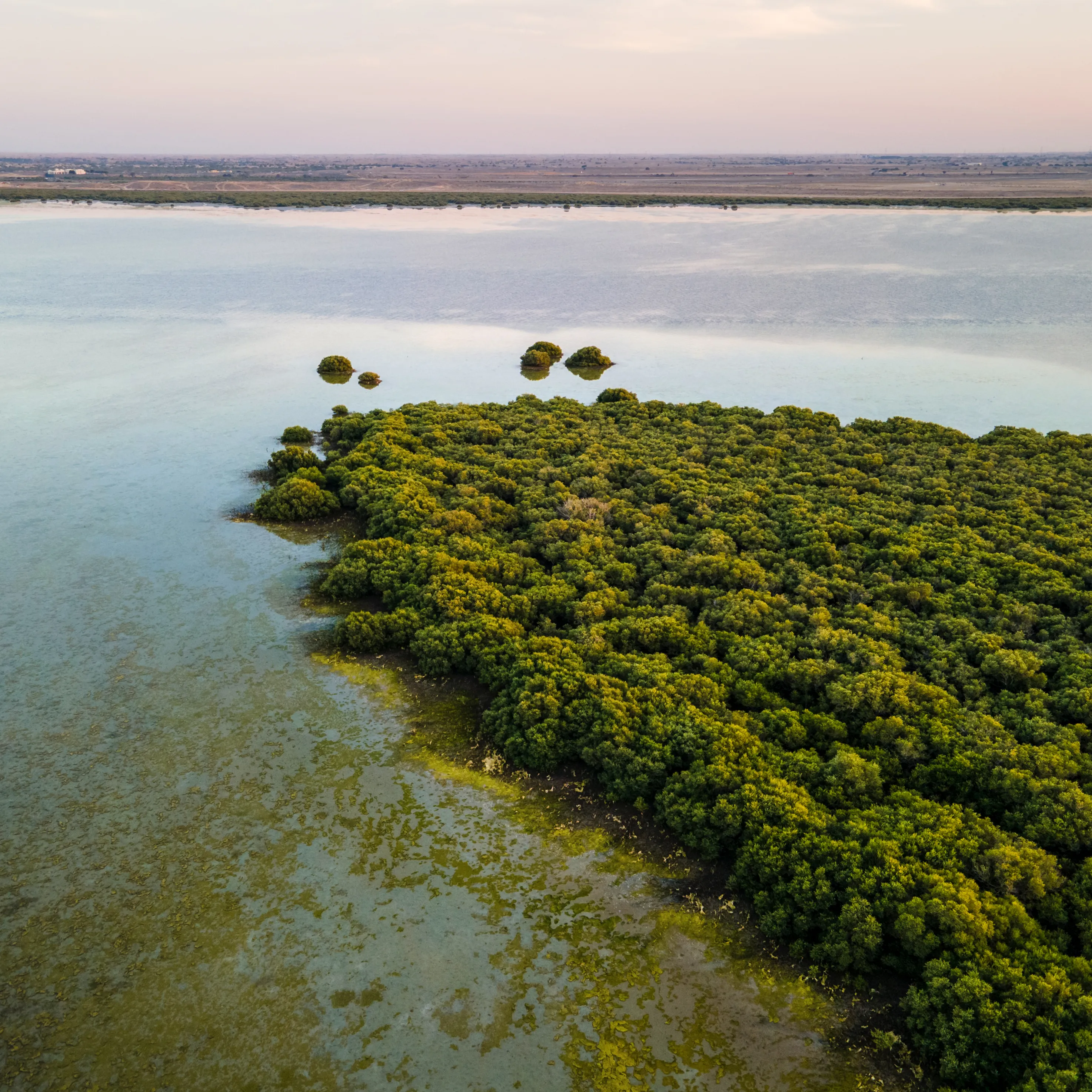 Umm Al Quwain Mangroves & Flamingo Reserve